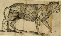 Picture 11 of 92 from Io. Baptistae Portae neapolitani De hvmana physiognomonia libri IIII (1586), leaf 29