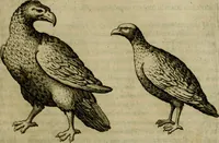 Picture 12 of 92 from Io. Baptistae Portae neapolitani De hvmana physiognomonia libri IIII (1586), leaf 30