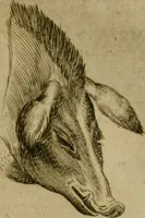Picture 31 of 92 from Io. Baptistae Portae neapolitani De hvmana physiognomonia libri IIII (1586), leaf 60