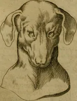 Picture 32 of 92 from Io. Baptistae Portae neapolitani De hvmana physiognomonia libri IIII (1586), leaf 60