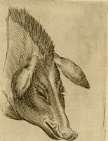 Picture 40 of 92 from Io. Baptistae Portae neapolitani De hvmana physiognomonia libri IIII (1586), leaf 69