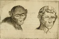 Picture 44 of 92 from Io. Baptistae Portae neapolitani De hvmana physiognomonia libri IIII (1586), leaf 75