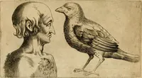 Picture 53 of 92 from Io. Baptistae Portae neapolitani De hvmana physiognomonia libri IIII (1586), leaf 85