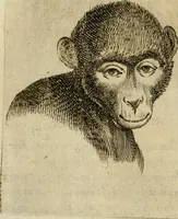 Picture 55 of 92 from Io. Baptistae Portae neapolitani De hvmana physiognomonia libri IIII (1586), leaf 87