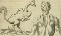 Picture 129 of 265 from Io. Batis. Portae Neap. De humana physiognomia li. VI : in quibus docetur quom[odo] animi propentes naturalibus remediis compesci possint (1602), leaf 120