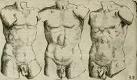 Picture 144 of 265 from Io. Batis. Portae Neap. De humana physiognomia li. VI : in quibus docetur quom[odo] animi propentes naturalibus remediis compesci possint (1602), leaf 133
