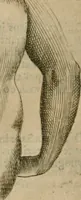 An illustration from Io. Batis. Portae Neap. De humana physiognomia li. VI : in quibus docetur quom[odo] animi propentes naturalibus remediis compesci possint (1602)