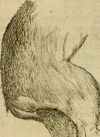 Picture 158 of 265 from Io. Batis. Portae Neap. De humana physiognomia li. VI : in quibus docetur quom[odo] animi propentes naturalibus remediis compesci possint (1602), leaf 142