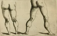 Picture 164 of 265 from Io. Batis. Portae Neap. De humana physiognomia li. VI : in quibus docetur quom[odo] animi propentes naturalibus remediis compesci possint (1602), leaf 147