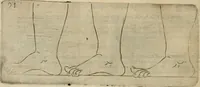 Picture 166 of 265 from Io. Batis. Portae Neap. De humana physiognomia li. VI : in quibus docetur quom[odo] animi propentes naturalibus remediis compesci possint (1602), leaf 149