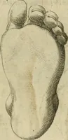 An illustration from Io. Batis. Portae Neap. De humana physiognomia li. VI : in quibus docetur quom[odo] animi propentes naturalibus remediis compesci possint (1602)