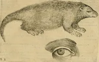 Picture 189 of 265 from Io. Batis. Portae Neap. De humana physiognomia li. VI : in quibus docetur quom[odo] animi propentes naturalibus remediis compesci possint (1602), leaf 164
