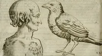 Picture 211 of 265 from Io. Batis. Portae Neap. De humana physiognomia li. VI : in quibus docetur quom[odo] animi propentes naturalibus remediis compesci possint (1602), leaf 205
