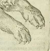 Picture 15 of 265 from Io. Batis. Portae Neap. De humana physiognomia li. VI : in quibus docetur quom[odo] animi propentes naturalibus remediis compesci possint (1602), leaf 22
