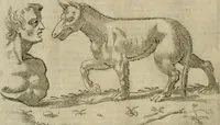 Picture 18 of 265 from Io. Batis. Portae Neap. De humana physiognomia li. VI : in quibus docetur quom[odo] animi propentes naturalibus remediis compesci possint (1602), leaf 25