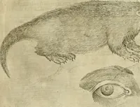 Picture 20 of 265 from Io. Batis. Portae Neap. De humana physiognomia li. VI : in quibus docetur quom[odo] animi propentes naturalibus remediis compesci possint (1602), leaf 26