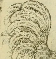 Picture 23 of 265 from Io. Batis. Portae Neap. De humana physiognomia li. VI : in quibus docetur quom[odo] animi propentes naturalibus remediis compesci possint (1602), leaf 28