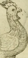 Picture 24 of 265 from Io. Batis. Portae Neap. De humana physiognomia li. VI : in quibus docetur quom[odo] animi propentes naturalibus remediis compesci possint (1602), leaf 28