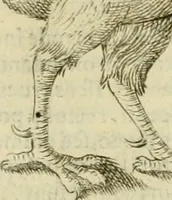 Picture 25 of 265 from Io. Batis. Portae Neap. De humana physiognomia li. VI : in quibus docetur quom[odo] animi propentes naturalibus remediis compesci possint (1602), leaf 28
