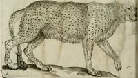 An illustration from Io. Batis. Portae Neap. De humana physiognomia li. VI : in quibus docetur quom[odo] animi propentes naturalibus remediis compesci possint (1602)