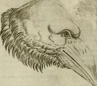 Picture 59 of 265 from Io. Batis. Portae Neap. De humana physiognomia li. VI : in quibus docetur quom[odo] animi propentes naturalibus remediis compesci possint (1602), leaf 57