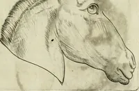 Picture 71 of 265 from Io. Batis. Portae Neap. De humana physiognomia li. VI : in quibus docetur quom[odo] animi propentes naturalibus remediis compesci possint (1602), leaf 62