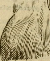 Picture 104 of 265 from Io. Batis. Portae Neap. De humana physiognomia li. VI : in quibus docetur quom[odo] animi propentes naturalibus remediis compesci possint (1602), leaf 88