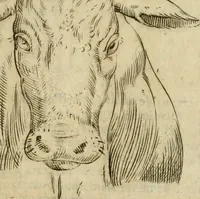 Picture 105 of 265 from Io. Batis. Portae Neap. De humana physiognomia li. VI : in quibus docetur quom[odo] animi propentes naturalibus remediis compesci possint (1602), leaf 88