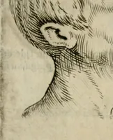 An illustration from Io. Batis. Portae Neap. De humana physiognomia li. VI : in quibus docetur quom[odo] animi propentes naturalibus remediis compesci possint (1602)