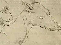 Picture 107 of 265 from Io. Batis. Portae Neap. De humana physiognomia li. VI : in quibus docetur quom[odo] animi propentes naturalibus remediis compesci possint (1602), leaf 91