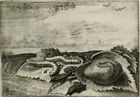An illustration from Iohannis de Brunes I.C. Emblemata of Zinne-werck : vorghestelt, in beelden, ghedichten, en breeder uijt-legginghen, tot uijt-druckinghe, en verbeteringhe van verscheijden feijlen onser eeuwe (1661)