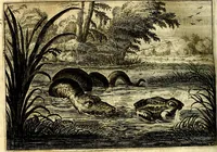 An illustration from Iohannis de Brunes I.C. Emblemata of Zinne-werck : voorghestelt, in Beelden, ghedichten, en breeder uijt-legginghen, tot uijt-druckinghe, en verbeteringhe van verscheijden feijlen onser eeuwe (1661)