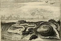 Picture 52 of 100 from Iohannis de Brunes I.C. Emblemata of zinne-werck : voorghestelt in beelden, ghedichten, en breeder uijt-legginghen, tot uijt-druckinghe en verbeteringhe van verscheijden feijlen onser eeuwe (1636), leaf 206