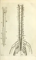 An illustration from Ioh. van Bevervvijck Heel-konste, ofte, Derde deel van de genees-konste : om de uytwendige gebreken te heelen. Verhandeling der spieren : by de welcke aengewesen wort, wat in hun onnatuyrige toe-vallen en te voor-seggen en te hantwercken staet / beleedt door Fortunatum Plempium .. (1645)
