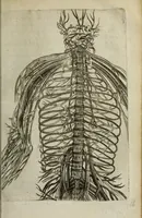 An illustration from Ioh. van Bevervvijck Heel-konste, ofte, Derde deel van de genees-konste : om de uytwendige gebreken te heelen. Verhandeling der spieren : by de welcke aengewesen wort, wat in hun onnatuyrige toe-vallen en te voor-seggen en te hantwercken staet / beleedt door Fortunatum Plempium .. (1645)