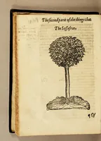 Picture 4 of 15 from Ioyfull newes out of the newfound world, : wherein are declared the rare and singular vertues of diuers and sundrie herbs, trees, oyles, plants, & stones, with their applications, as well to the vse of phisicke, as chirurgery ... (1580), leaf 100