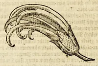 Picture 5 of 15 from Ioyfull newes out of the newfound world, : wherein are declared the rare and singular vertues of diuers and sundrie herbs, trees, oyles, plants, & stones, with their applications, as well to the vse of phisicke, as chirurgery ... (1580), leaf 130