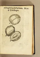 Picture 6 of 15 from Ioyfull newes out of the newfound world, : wherein are declared the rare and singular vertues of diuers and sundrie herbs, trees, oyles, plants, & stones, with their applications, as well to the vse of phisicke, as chirurgery ... (1580), leaf 151