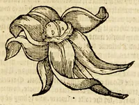 An illustration from Ioyfull newes out of the newfound world, : wherein are declared the rare and singular vertues of diuers and sundrie herbs, trees, oyles, plants, & stones, with their applications, as well to the vse of phisicke, as chirurgery ... (1580)