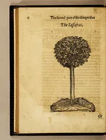 An illustration from Ioyfull newes out of the new-found vvorlde. : Wherein are declared, the rare and singuler vertues of diuers herbs, trees, plantes, oyles & stones, with their applications, as well to the vse of phisicke, as of chirurgery ... (1596)