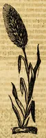 Picture 11 of 26 from Ioyfull newes out of the new-found vvorlde. : Wherein are declared, the rare and singuler vertues of diuers herbs, trees, plantes, oyles & stones, with their applications, as well to the vse of phisicke, as of chirurgery ... (1596), leaf 138