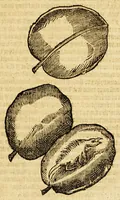 Picture 14 of 26 from Ioyfull newes out of the new-found vvorlde. : Wherein are declared, the rare and singuler vertues of diuers herbs, trees, plantes, oyles & stones, with their applications, as well to the vse of phisicke, as of chirurgery ... (1596), leaf 157