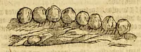 Picture 21 of 26 from Ioyfull newes out of the new-found vvorlde. : Wherein are declared, the rare and singuler vertues of diuers herbs, trees, plantes, oyles & stones, with their applications, as well to the vse of phisicke, as of chirurgery ... (1596), leaf 213