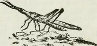 An illustration from I piombi antichi (1740)