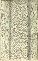 Picture 156 of 318 from I quattro libri dell'architettura di Andrea Palladio. (1581), leaf 155