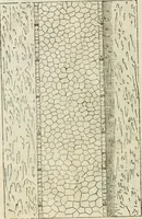 An illustration from I qvattro libri dell'architettvra (1601)