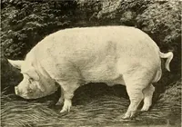 An illustration from Ireland: industrial and agricultural (1902)