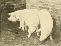 An illustration from Ireland: industrial and agricultural (1902)