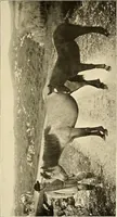 An illustration from Ireland: industrial and agricultural (1902)