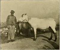 An illustration from Ireland: industrial and agricultural (1902)